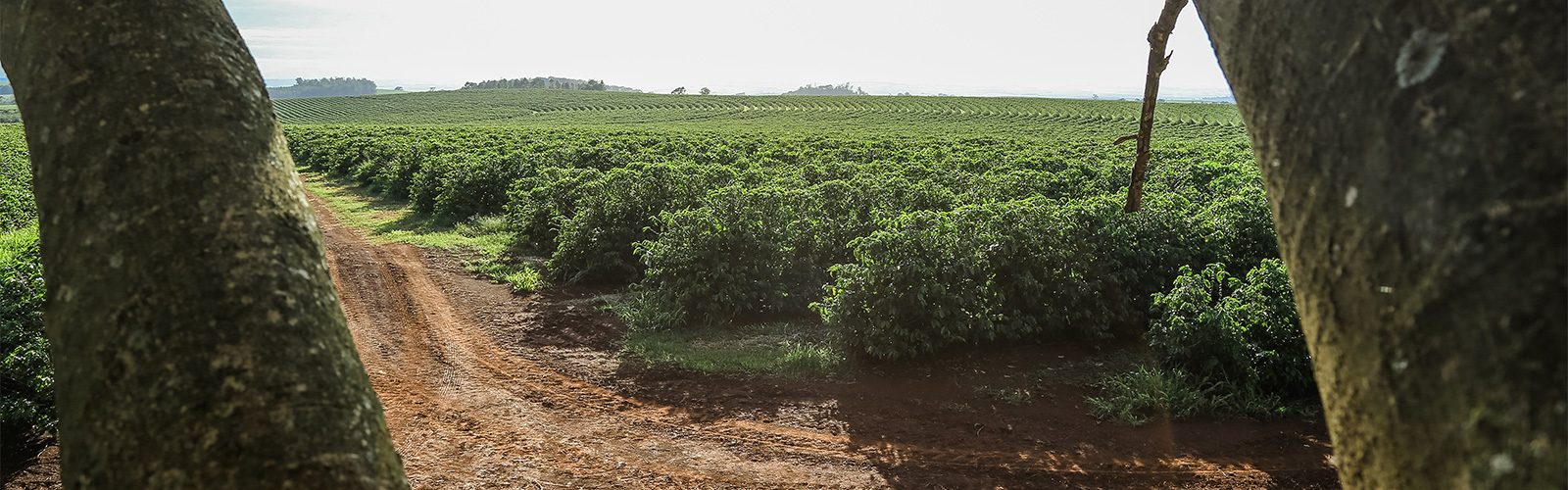 fazenda das Palmeiras Rota do Café LOndrina e região